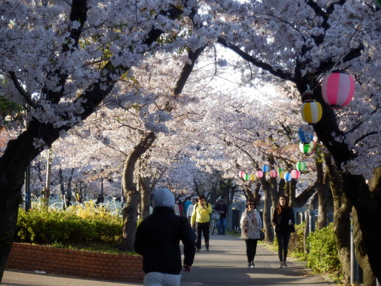 桜並木のアーチ