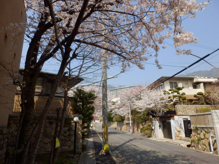 桜並木(海星病院の道すがら)