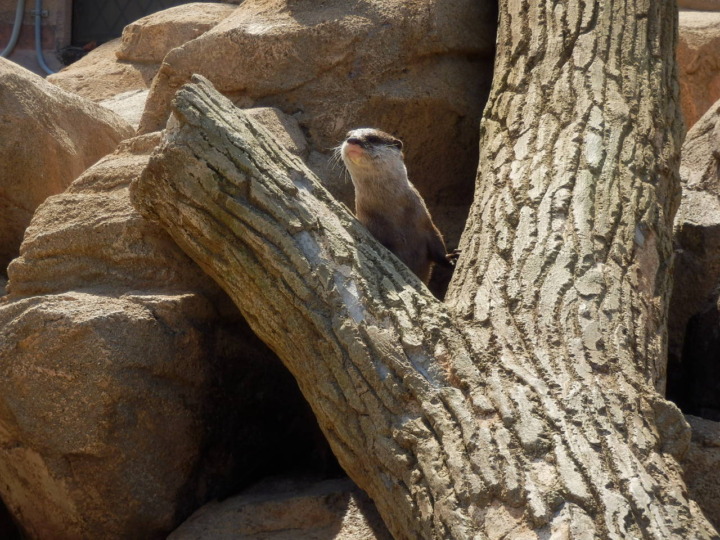 にゅっと顔を突き出すコツメカワウソ