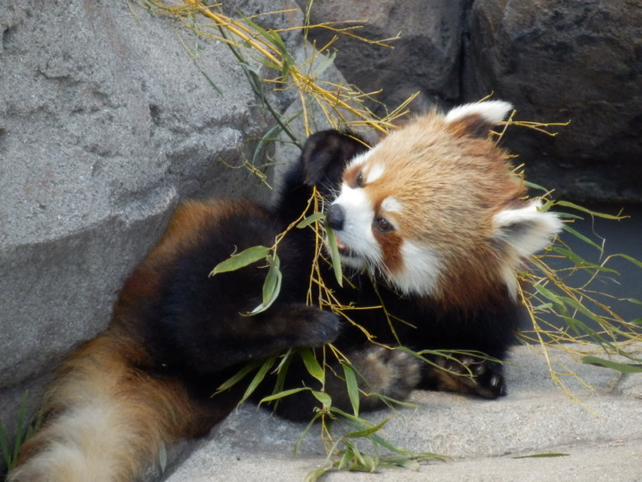 レッサーパンダ食事中(王子動物園)-animal