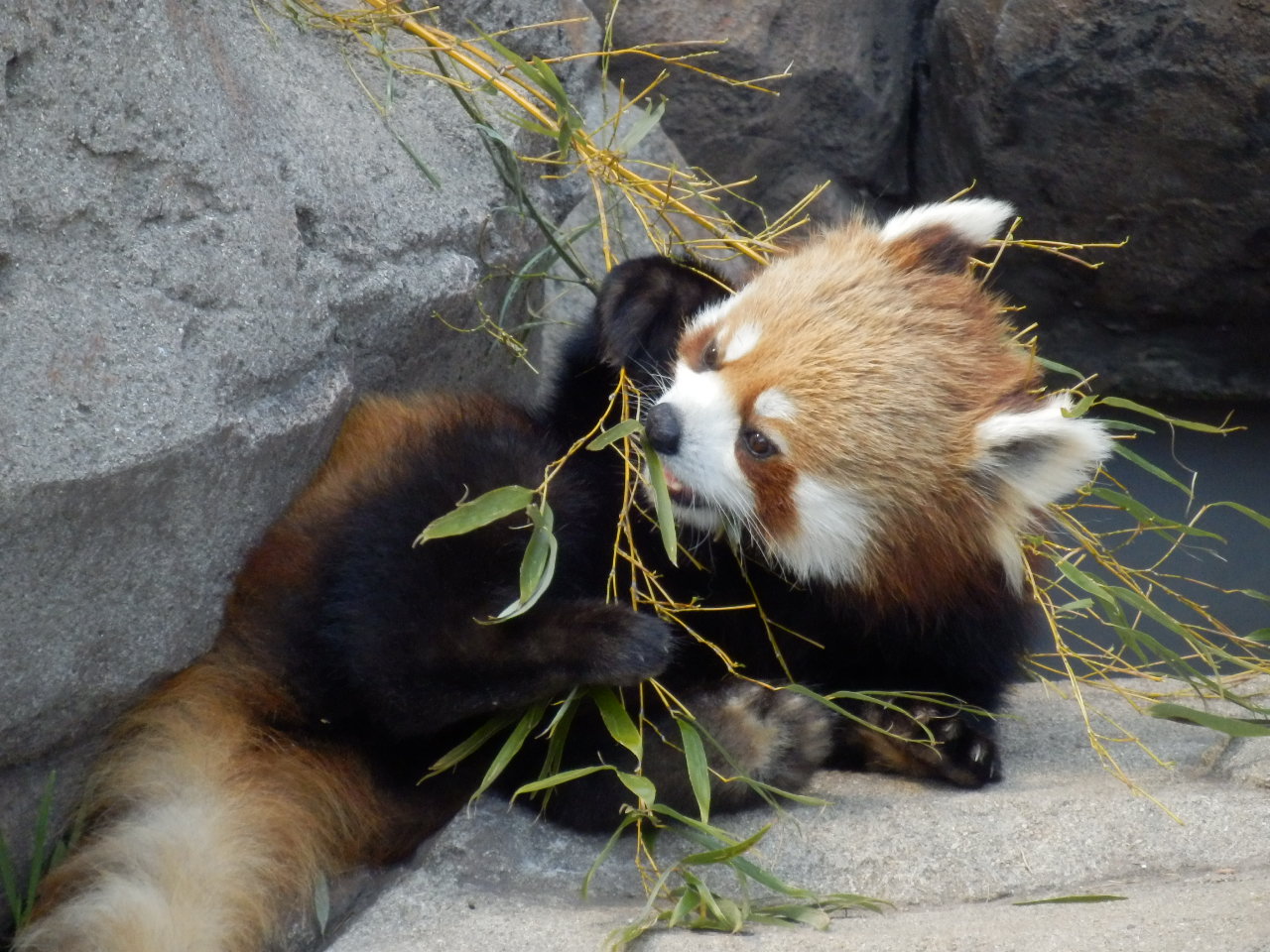レッサーパンダ食事中（王子動物園）-animal