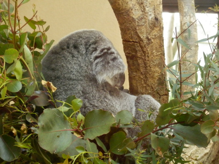 コアラ就寝中