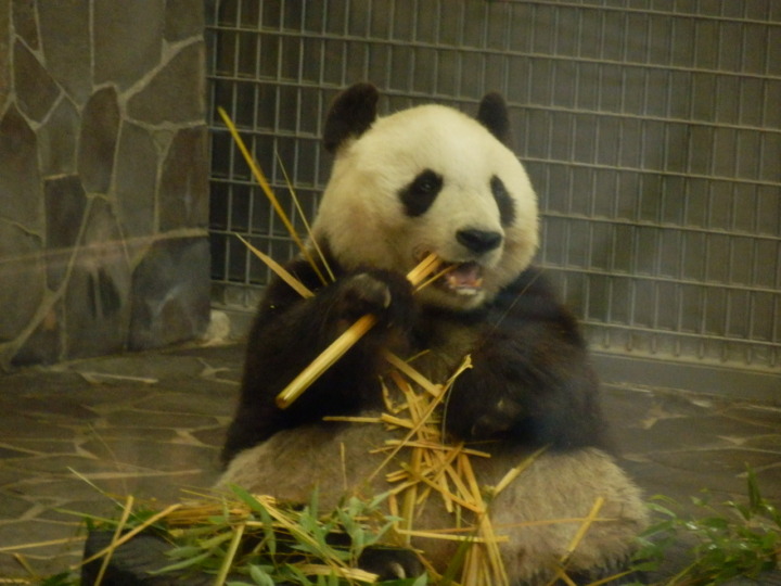 パンダ食事中(王子動物園)