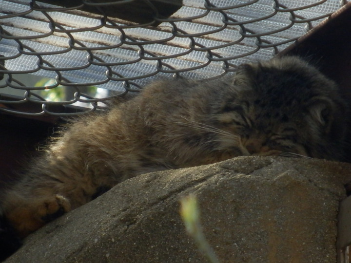 マヌルネコ熟睡中