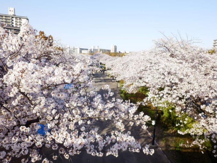 上から撮影した桜並木