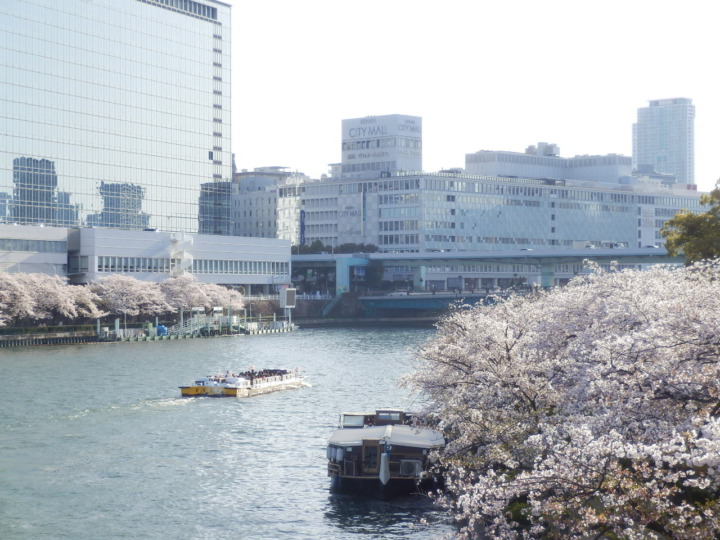 橋の上から桜とビル