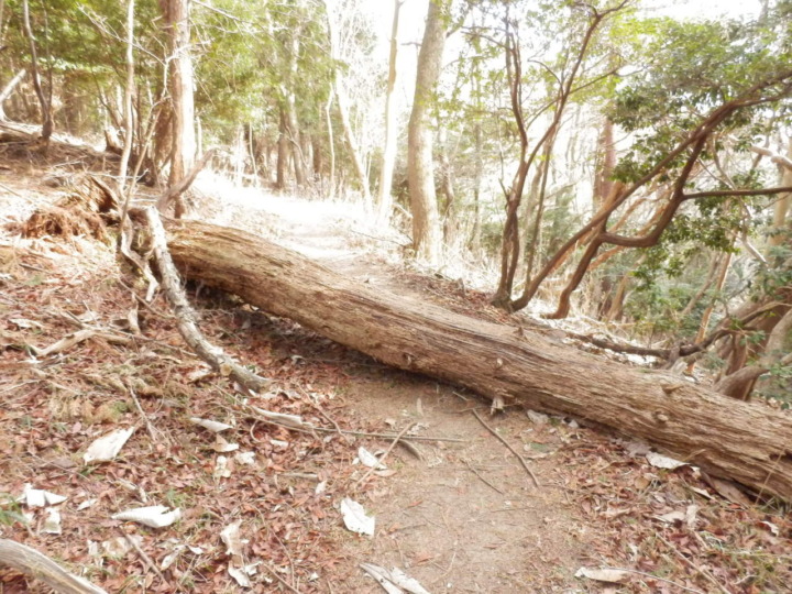 妙見山大堂越コースの道をふさぐ大木