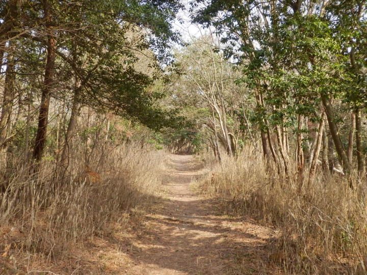 妙見山大堂越コース終盤