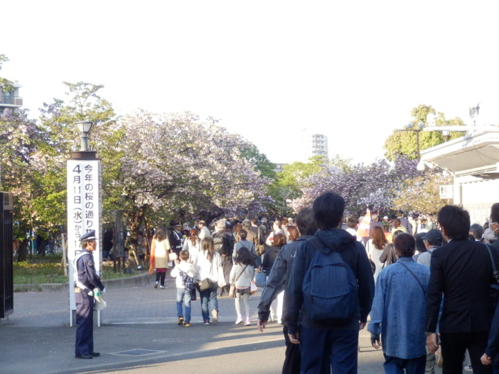桜の通り抜け入り口
