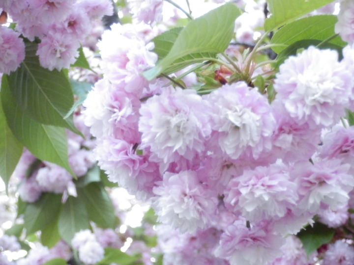 桜の通り抜け「桜その4」