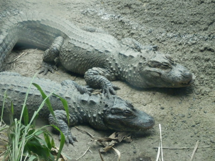 ヨウスコウワニ