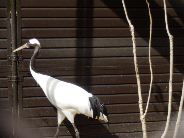 タンチョウヅル