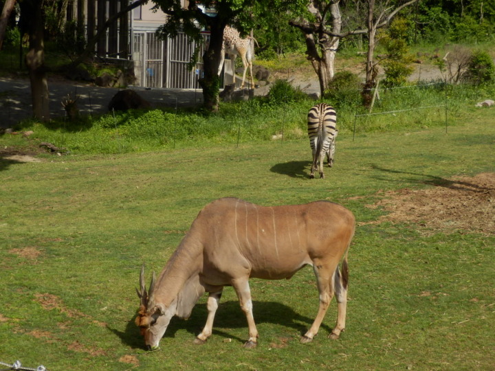 エランド、シマウマ、キリン