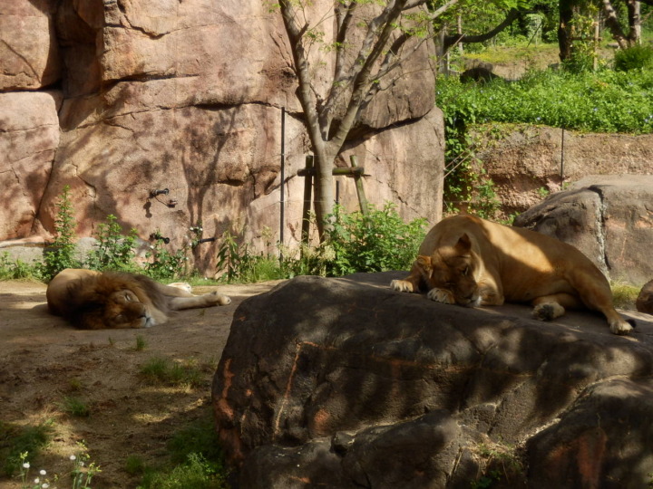 ライオンの雄と雌