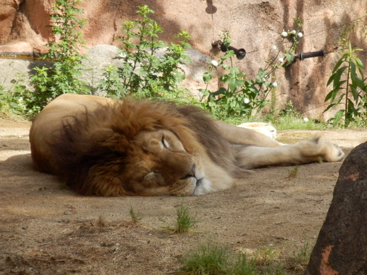 ライオンの雄