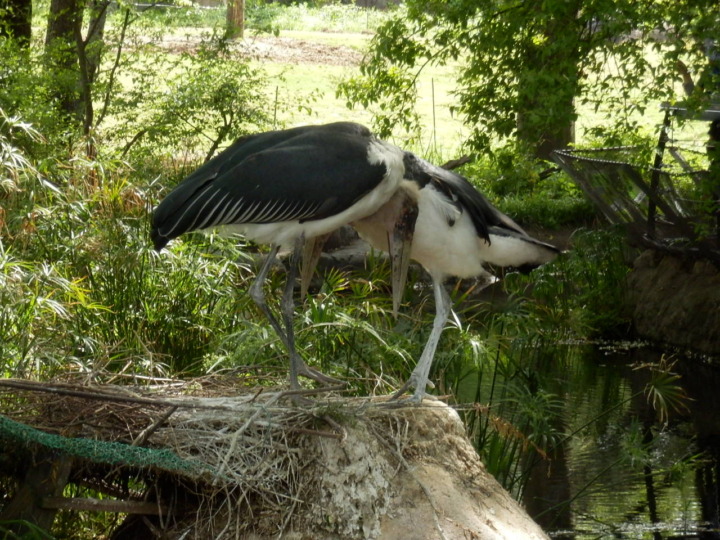 アフリカハゲコウ