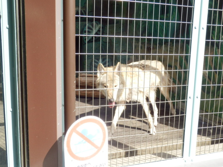 チュウゴクオオカミ