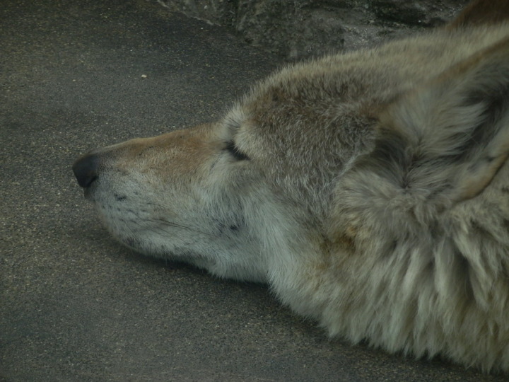 チュウゴクオオカミ2