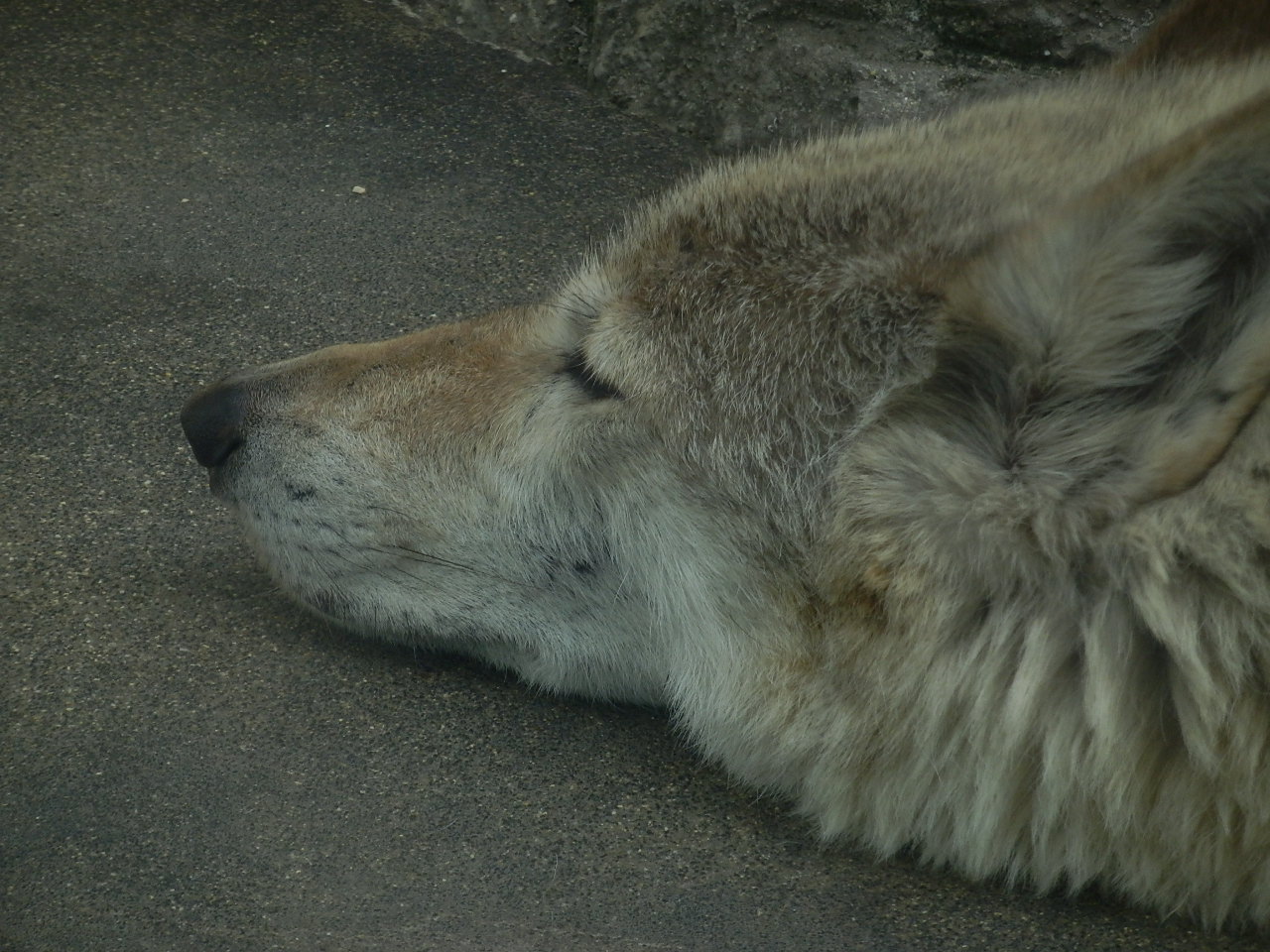 チュウゴクオオカミ２