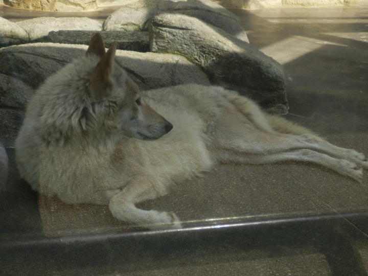 チュウゴクオオカミ3