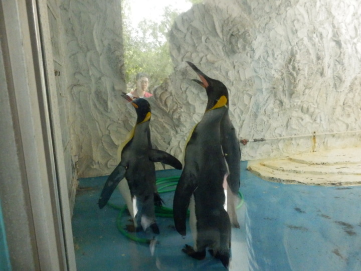 コウテイペンギンエサやり1