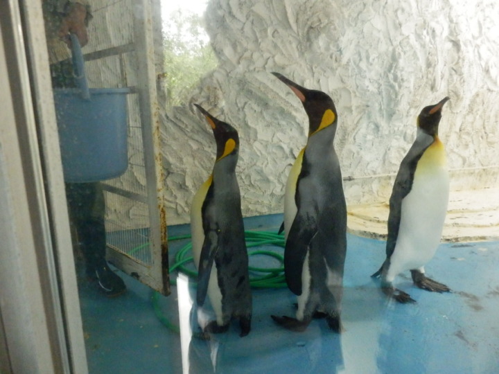 コウテイペンギンエサやり2