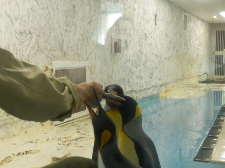 コウテイペンギンエサやり3