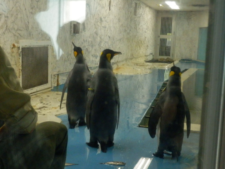 コウテイペンギンエサやり4
