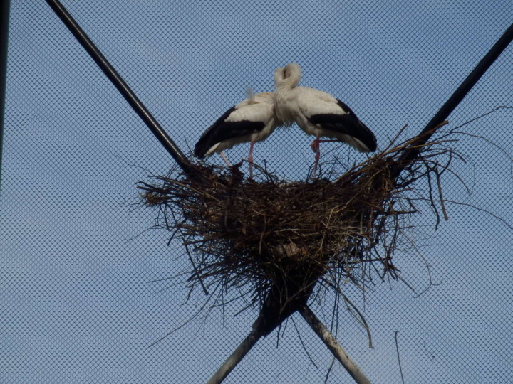 シュバシコウつがい
