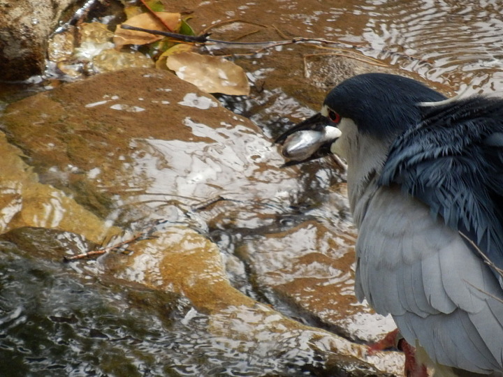 アオサギと小川