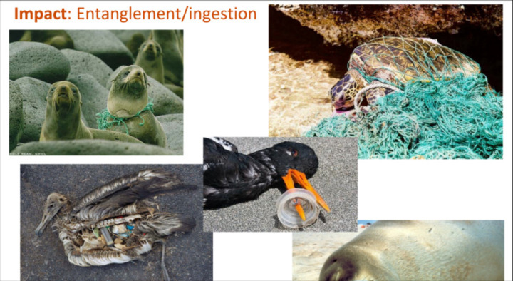 動物プラスチック被害