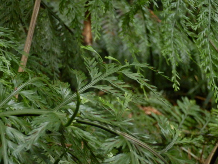 ニュージーランドガーデンその3