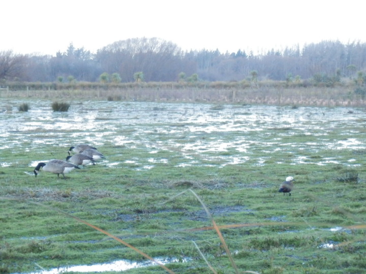 トラヴィス-鳥の楽園