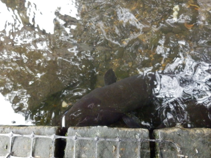 ウィローバンク-うなぎ