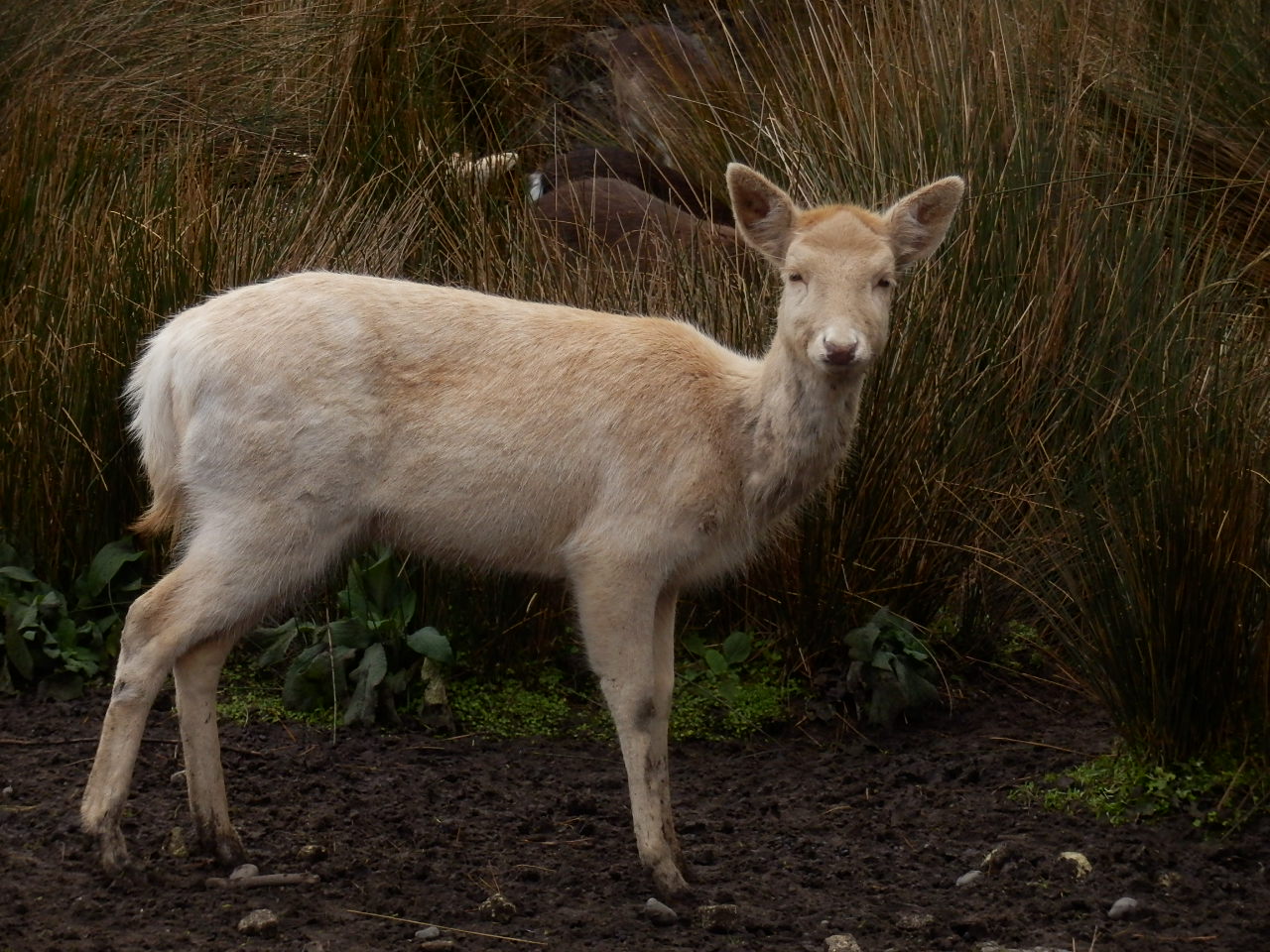 ウィローバンク-鹿