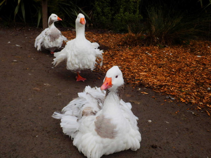 ウィローバンク-水鳥1