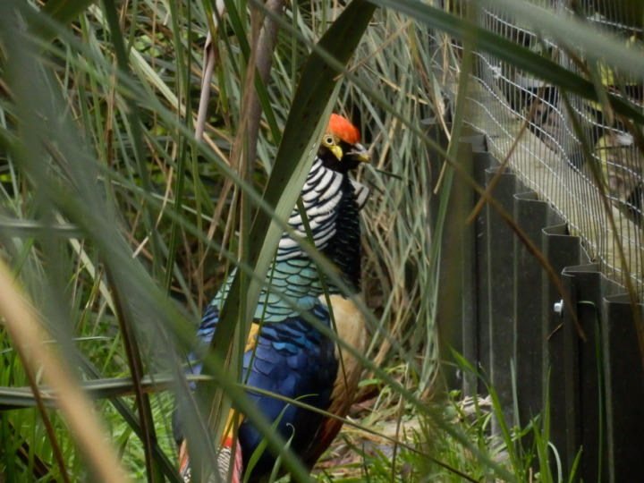 ウィローバンク-鳥2