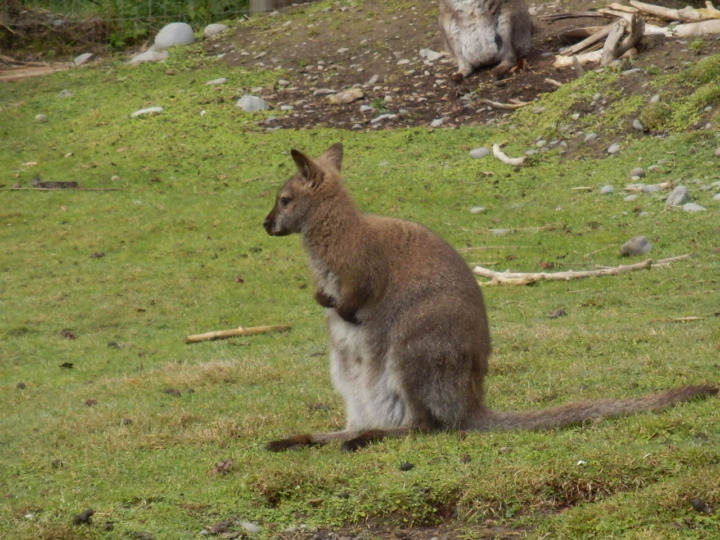 ウィローバンク-ワラビー