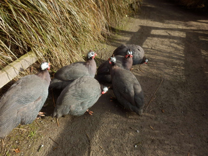 ウィローバンク-鳥3