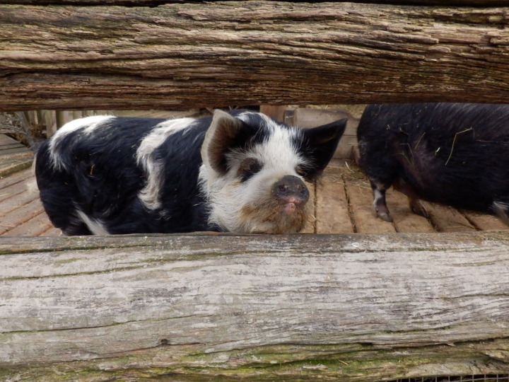 ウィローバンク-豚