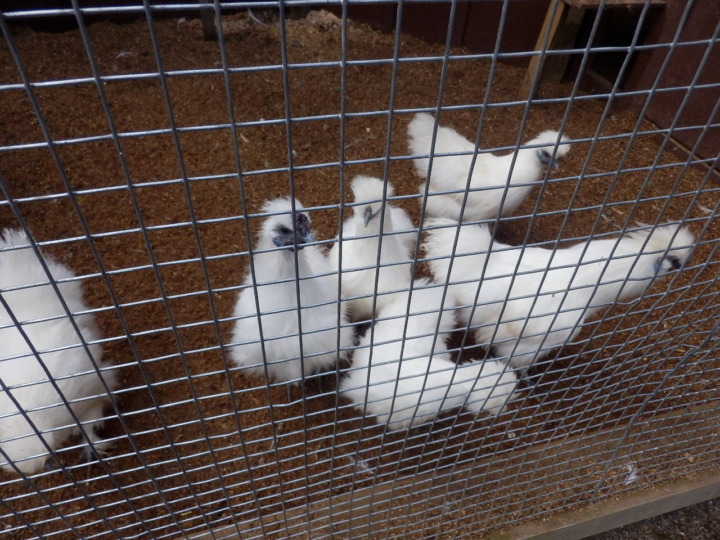 ウィローバンク-鳥4