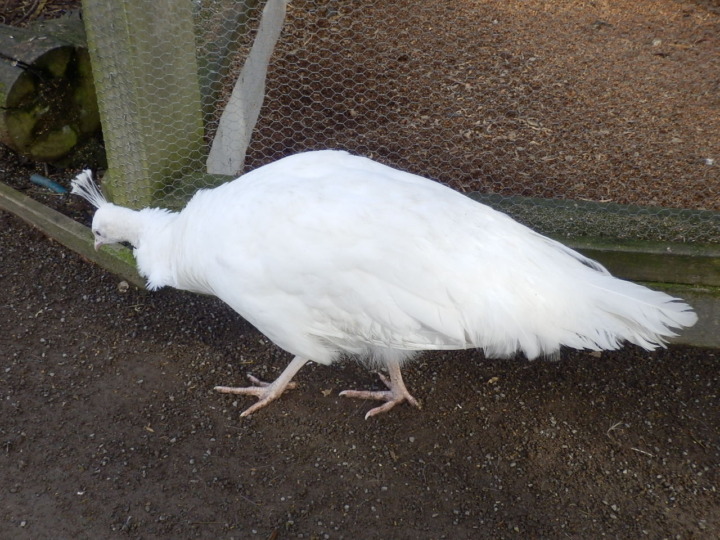 ウィローバンク-鳥5