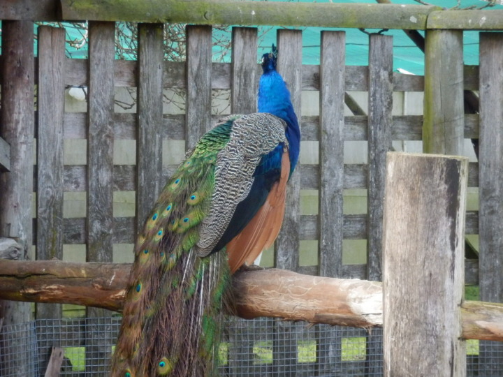 ウィローバンク-鳥6