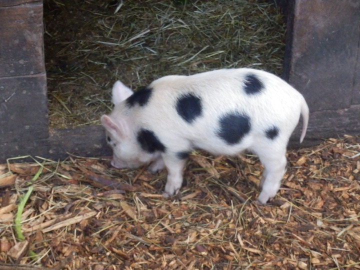 ウィローバンク-子豚