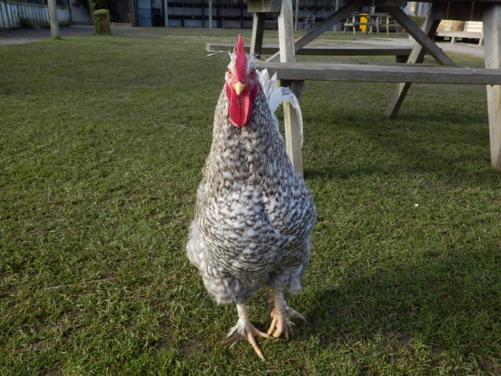 ウィローバンク-鳥6