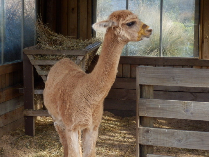 ウィローバンク-アルパカ