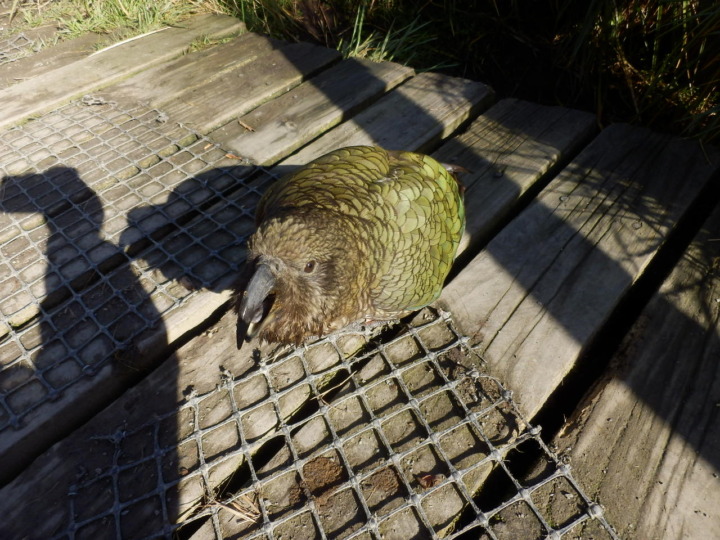 ウィローバンク-ケア