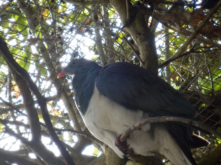 ウィローバンク-ケレウ