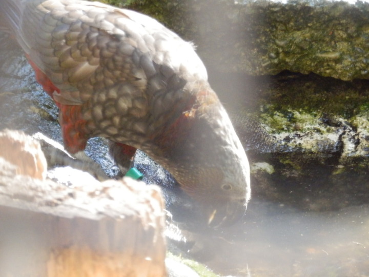 ウィローバンク-鳥8