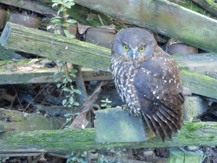 ウィローバンク-ルル